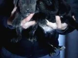 İtalyan Mastiff Cane Corsa Yavrularımız