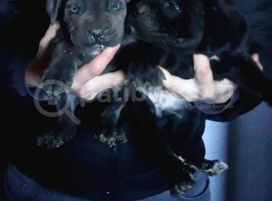 İtalyan Mastiff Cane Corsa Yavrularımız