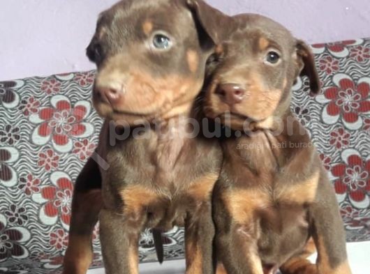Mükemmel Kan Doberman Yavrularımız görsel