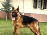GSD Alman Kurdu Yavrularımız