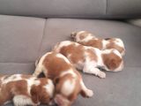 Cavalier King Charles Yavrularımız Yeni Ailelerini Bekliyor