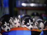 Boncuk Gözlü Husky Yavrular