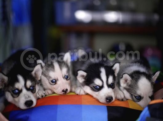 Boncuk Gözlü Husky Yavrular görsel