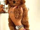 Toy Poodle Bebeklerimiz Ailelerini Bekliyor