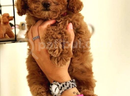 Toy Poodle Bebeklerimiz Ailelerini Bekliyor görsel