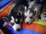 Boncuk Gözlü Husky Yavrular