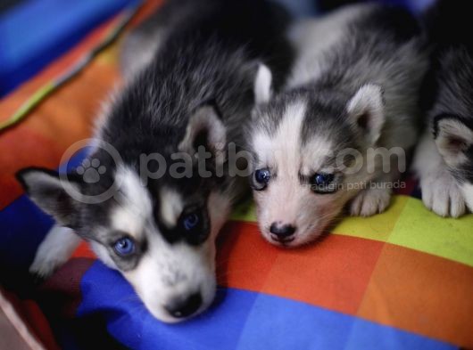Boncuk Gözlü Husky Yavrular görsel