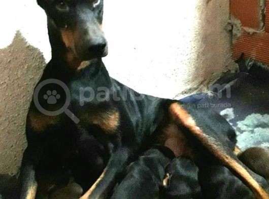 Mükemmel Kan Doberman Yavrularımız görsel