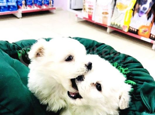 Terrier Yavrularımız görsel