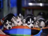 Boncuk Gözlü Husky Yavrular