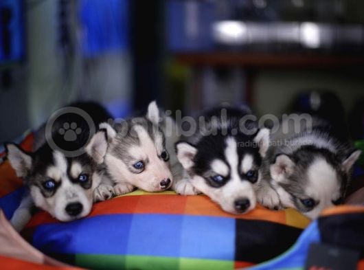 Boncuk Gözlü Husky Yavrular görsel