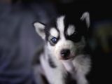 Boncuk Gözlü Husky Yavrular