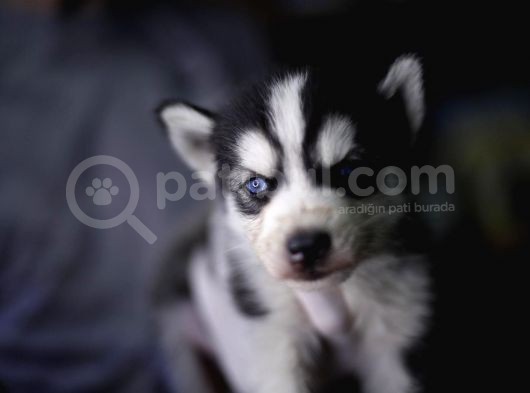 Boncuk Gözlü Husky Yavrular görsel