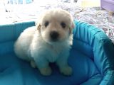 Terrier Yavrularımız