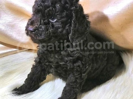 Toy Poodle Bebeklerimiz Ailelerini Bekliyor görsel