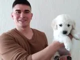 Baby Face Golden Retriever Yavrularımız