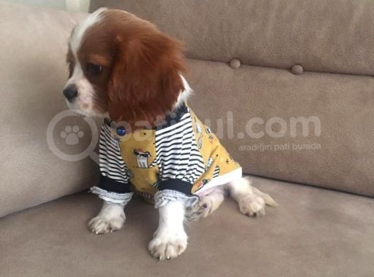 Cavalier King Charles Yavrularımız Yeni Ailelerini Bekliyor görsel
