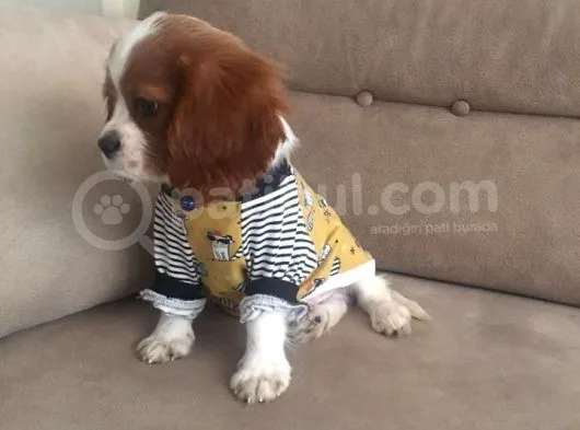 Cavalier King Charles Yavrularımız Yeni Ailelerini Bekliyor
