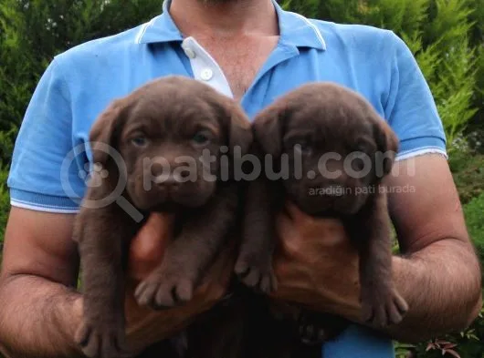 Shovline Labrador Retriver Yavrular