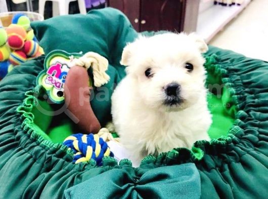 Terrier Yavrularımız görsel