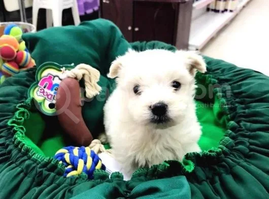Terrier Yavrularımız