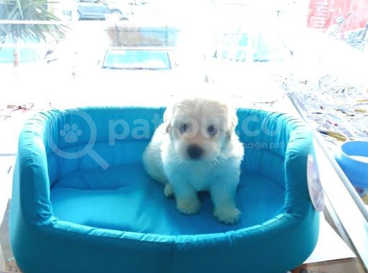 Terrier Yavrularımız görsel