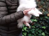 Tedy Bear Mükemmel Pomeranian