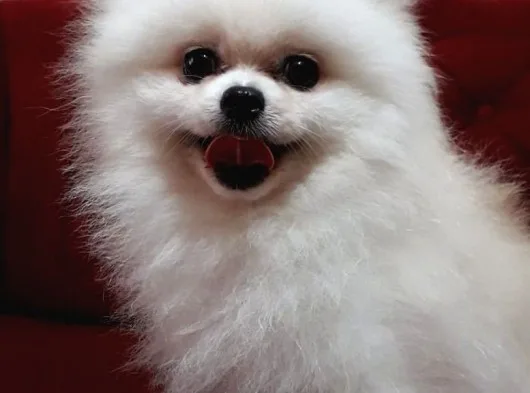 Tedy Bear Mükemmel Pomeranian