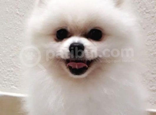 Tedy Bear Mükemmel Pomeranian görsel