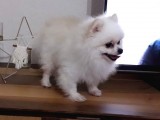 Tedy Bear Mükemmel Pomeranian