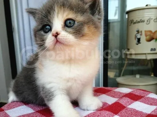 Masum  Yüzlü  Baby Cat