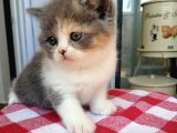 Masum  Yüzlü  Baby Cat