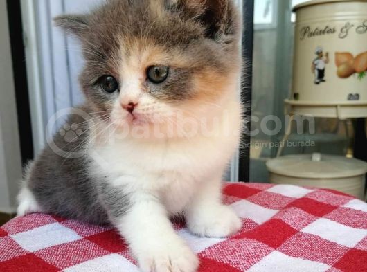 Masum  Yüzlü  Baby Cat görsel