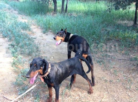 Doberman Yavrularım görsel