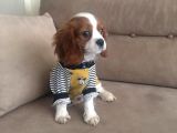 Cavalier King Charles Yavrularımız Yeni Ailelerini Bekliyor