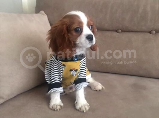 Cavalier King Charles Yavrularımız Yeni Ailelerini Bekliyor görsel