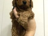 Toy Poodle Bebeklerimiz Ailelerini Bekliyor