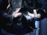 Dev İtalyan Mastiff Cane Corsa Yavrular