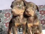 Üst Kalite Doberman Bebeklerimiz Yeni Ailelerini Bekliyor