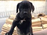 Cane Corso Yavruları