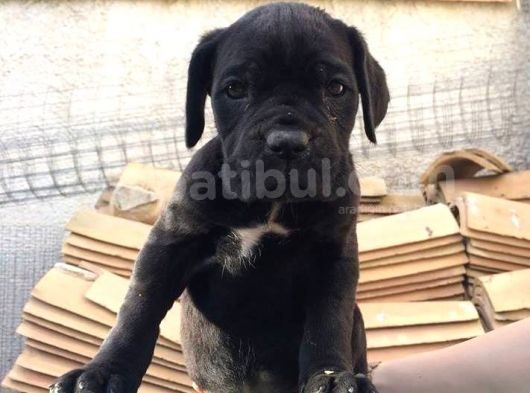 Cane Corso Yavruları görsel