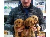 Cocker Spaniel Bebeklerimiz