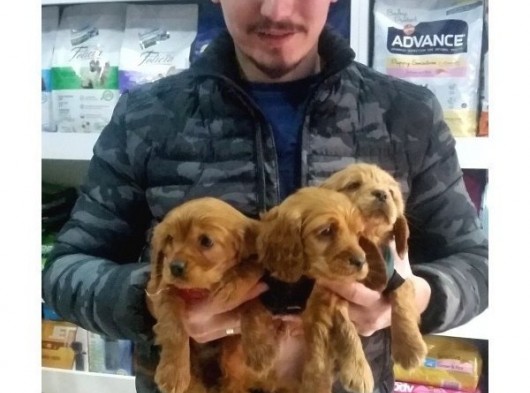 Cocker Spaniel Bebeklerimiz görsel
