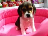 Safkan Elizabeth Beagle Bebeklerimiz