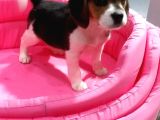 Safkan Elizabeth Beagle Bebeklerimiz