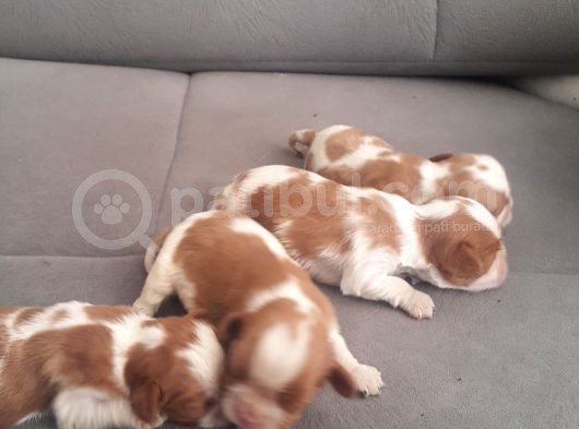 Cavalier King Bebeklerimiz Ailelerini Bekliyor görsel