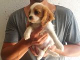 Cavalier King Bebeklerimiz Ailelerini Bekliyor
