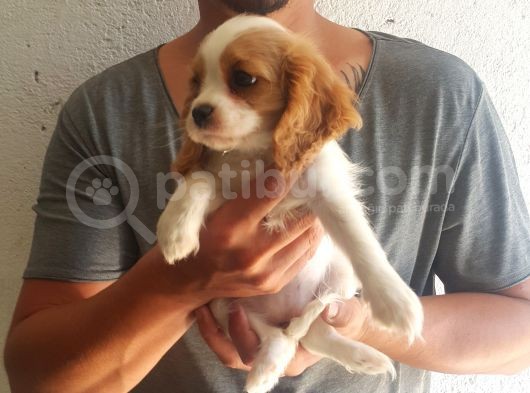 Cavalier King Bebeklerimiz Ailelerini Bekliyor görsel