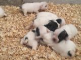Fransız Bulldog Bebeklerimiz