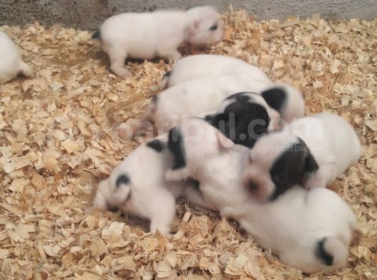 Fransız Bulldog Bebeklerimiz görsel